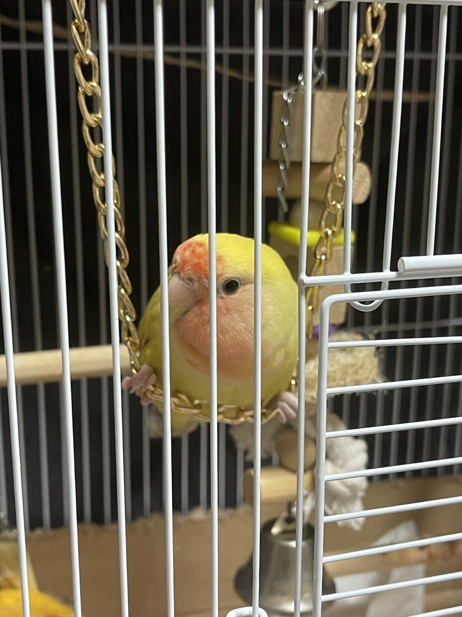 コンパニオンバード(鳥さん)のアドバイスします コンパニオンバード飼育アドバイザー。鳥さんのお困りに応えます イメージ1