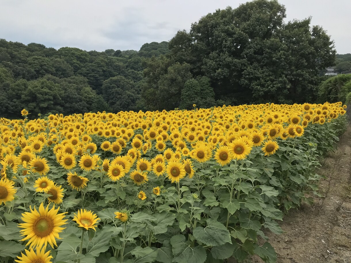 あなたの癒しのシェルターになります あなたが辛い時、元気になり羽ばたいた後また傷ついた時帰る場所 イメージ10