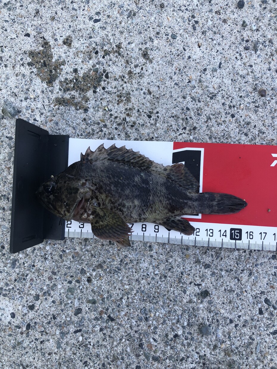 超【初心者限定】海釣りの始め方を教えます 海釣りを通して心も身体もリフレッシュしませんか？ イメージ3