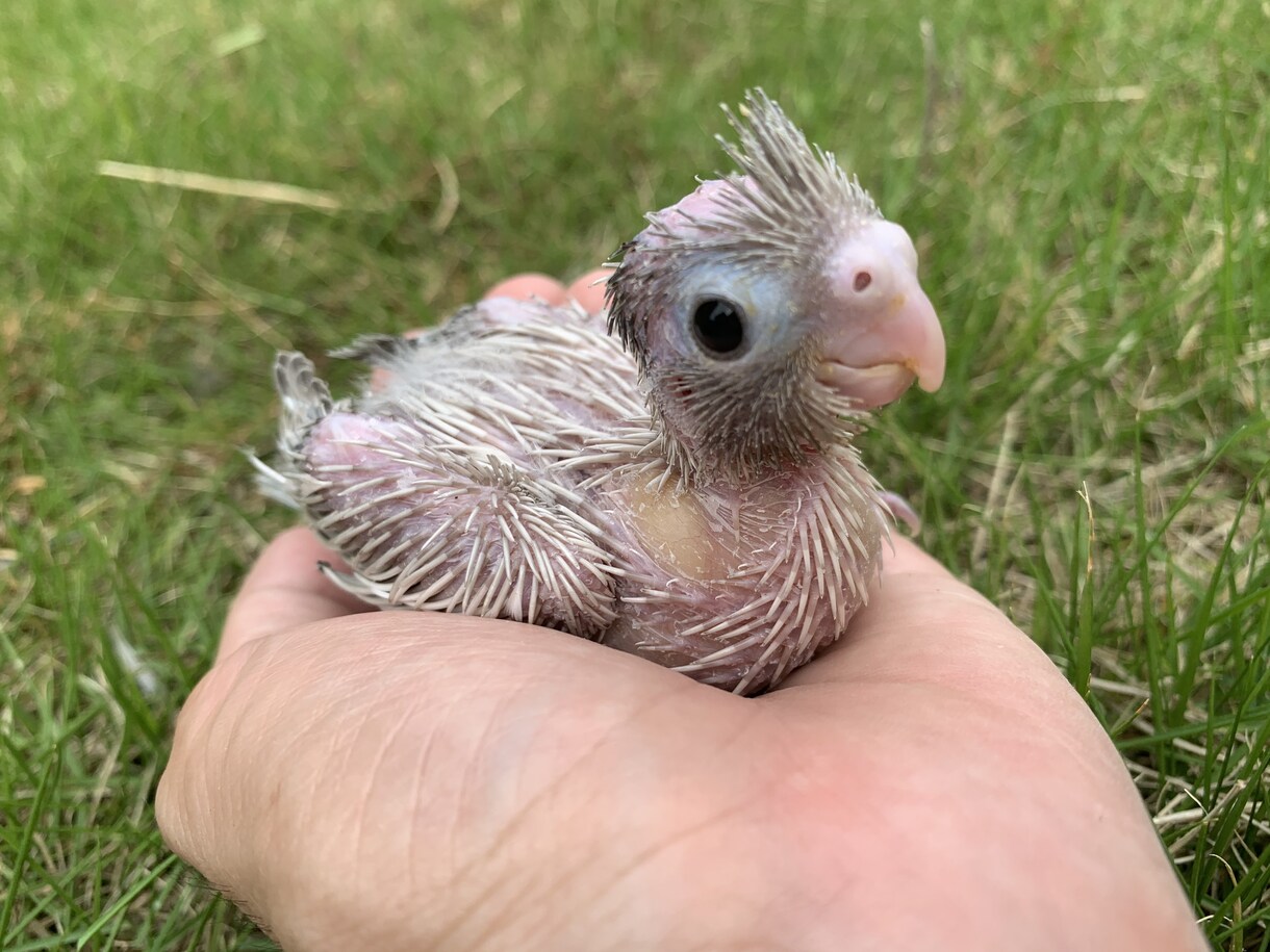 オカメインコのペアから生まれるヒナの種類を教えます オカメインコのペアから生まれるヒナの種類を教えます イメージ7