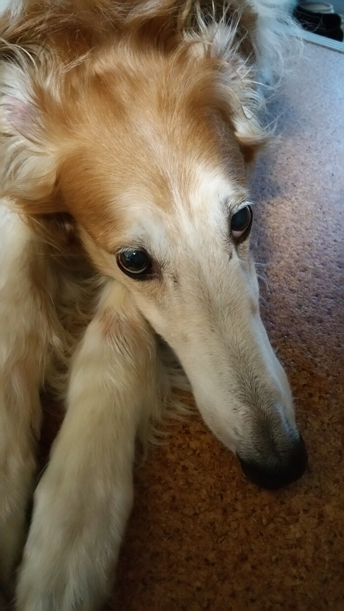 ペットの相談なんでも受付中！これから飼う方も！犬、小鳥、熱帯魚など(♡˙³˙) イメージ1
