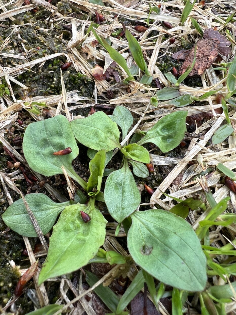 お庭の芝生の雑草を消すアドバイスをします 自宅や敷地の芝生を華麗に保つアドバイスをします。 イメージ6