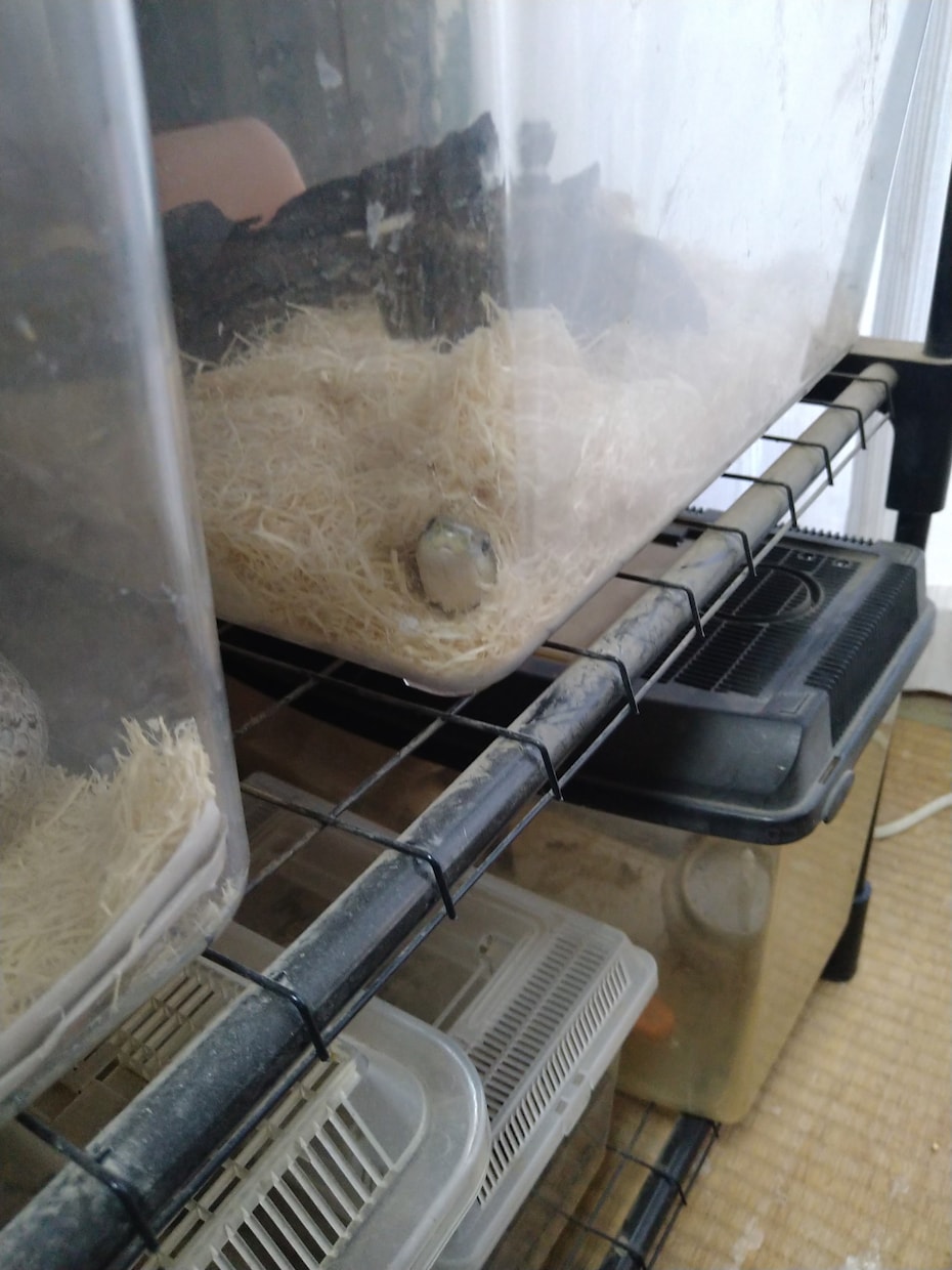 ペットの飼育相談のります お互いより良い理解者になるために一緒に考えます イメージ2