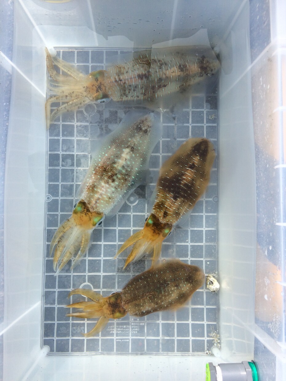 アオリイカ釣り ウキ釣り仕掛け制作 教えます アオリイカ意外と簡単に釣れちゃう イメージ1