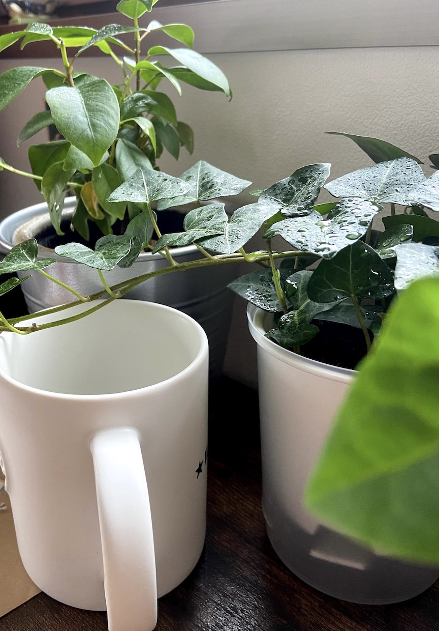 お部屋の空間コーディネートします 観葉植物、インテリア選び、空間装飾 イメージ1