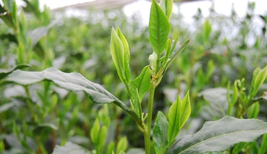 紅茶・日本茶・ウーロン茶　　　美味しいお茶の淹れ方を教えます イメージ1