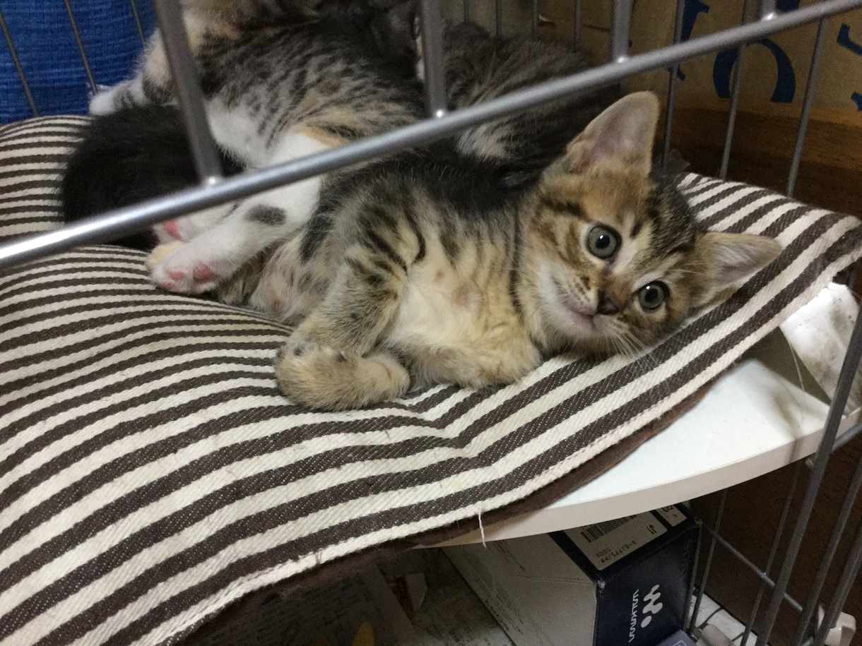 ペットの里親募集のコツをアドバイスします 初めて猫の里親募集をする方に、必ず役に立つハウツーを伝授! イメージ2