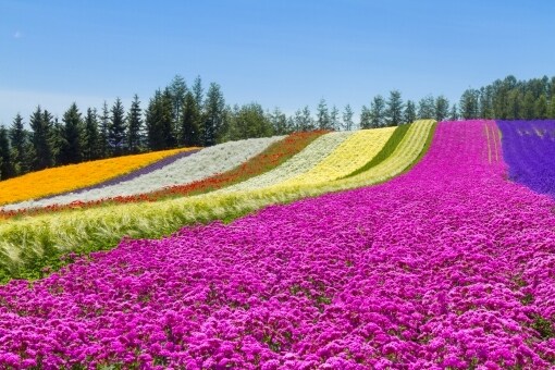 夏のフェリーの予約の取り方教えます 夏に首都圏から北海道のフェリーを利用したい方 イメージ4