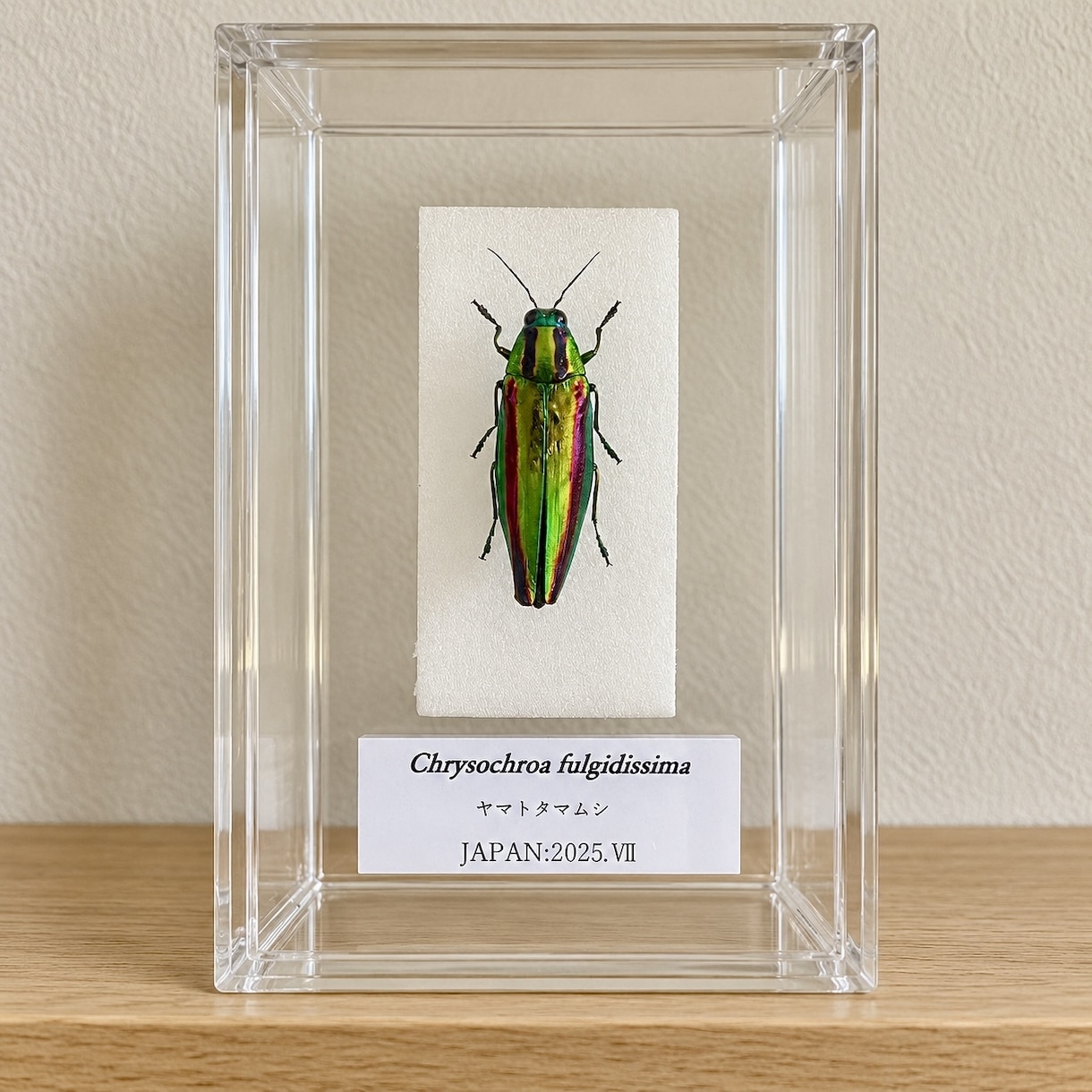 クワガタやカブトムシなどの昆虫標本作成します 大切に育てた一匹を、飾れる標本に イメージ5