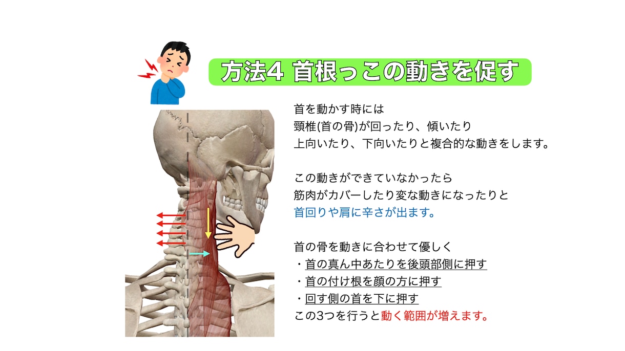 筋、骨、関節をもとに身体の仕組みや動き方を教えます 身体に関わるお仕事をされる方、医療系学生向け！ イメージ2