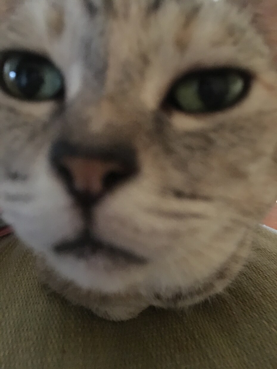 猫の気持ち飼い方かわからないひとおすすめしてます 猫の飼い方か猫の気持ちおしえます イメージ3