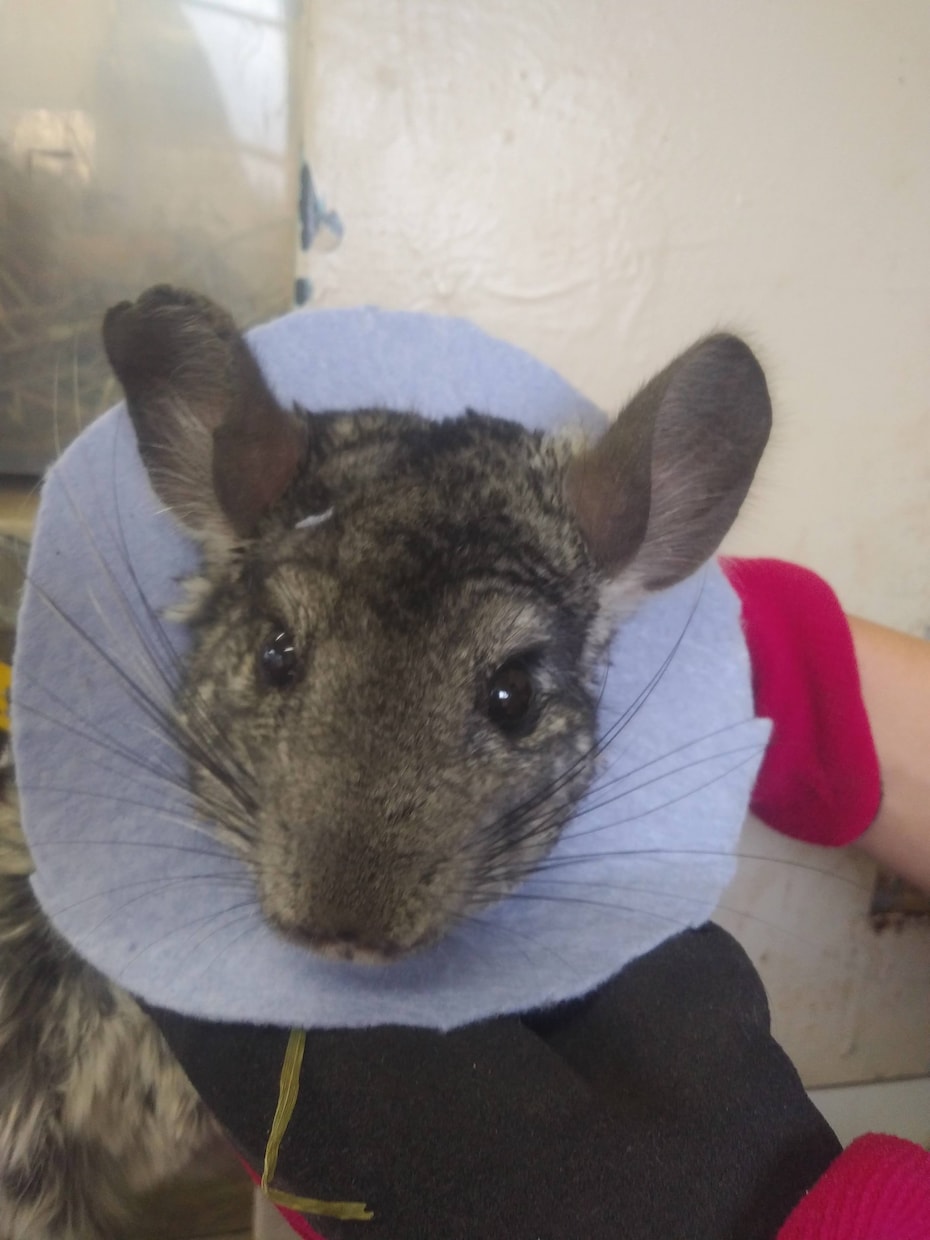 獣医師★珍しいペットの健康・お悩み相談お受けします 犬猫以外の珍しい動物の専門医に気軽にお悩み相談出来る窓口です イメージ6