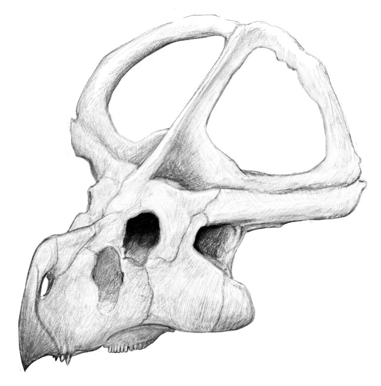 リアルな生物のイラストを作成いたします マニアックな生き物のイラストでグッズ作成や論文等の挿絵に！ イメージ1