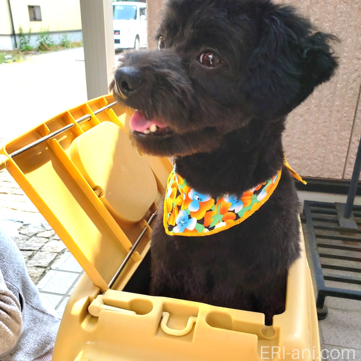 大切な愛犬と愛猫に聞きたいことをお伝えします ペットとエネルギーで会話をし、コミュニケーションを取ります イメージ1