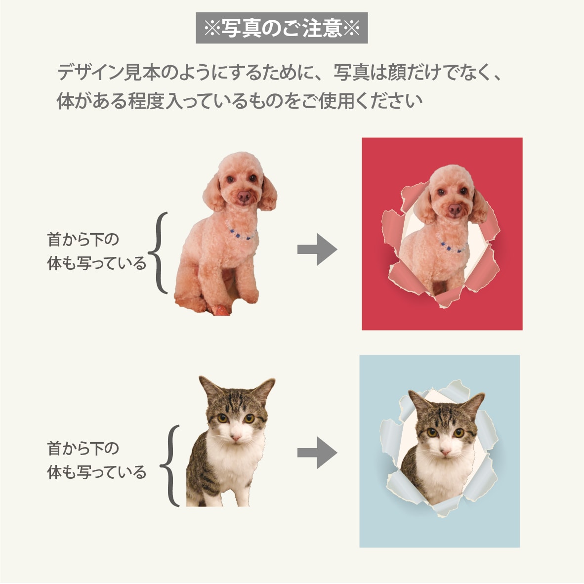 写真入ペット名刺 うちの子らしい色＆書体で作ります スマホ撮影でOK! デザイナーへのセミオーダー100枚送料込 イメージ10