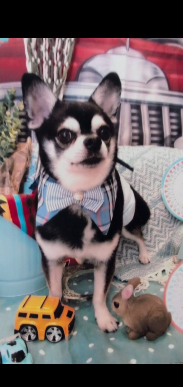 愛犬・愛猫のお写真から作品を制作します 大切な家族の思い出を形に残します イメージ10