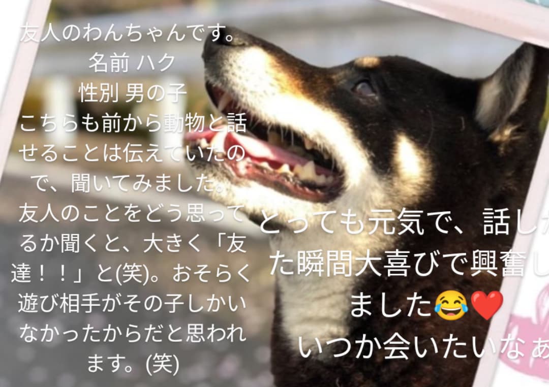 動物さんのお話を翻訳してお伝えします その質問、翻訳します！！理解することで深まる絆 イメージ6