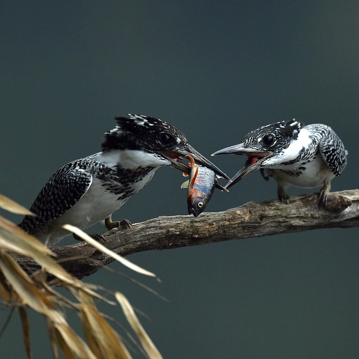 野鳥の写真を提供します 日本で見られる野鳥を季節を問わず撮影しています。 イメージ2