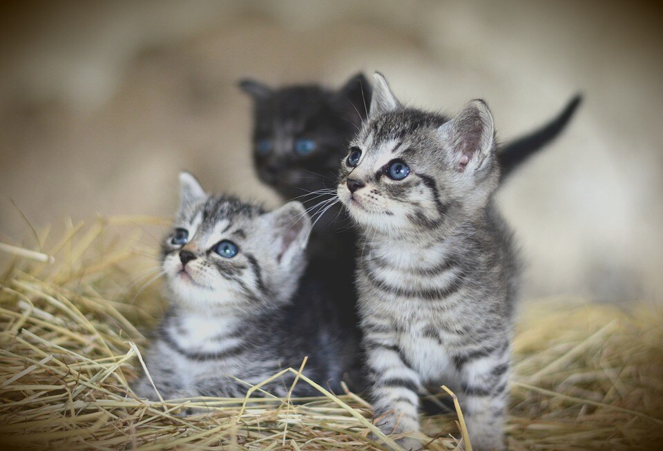 猫被ってることに疲れた貴方へ…その仮面剥がせます 毎日ヘトヘトで溜まっている愚痴や不満なんかを吐き出して下さい イメージ10