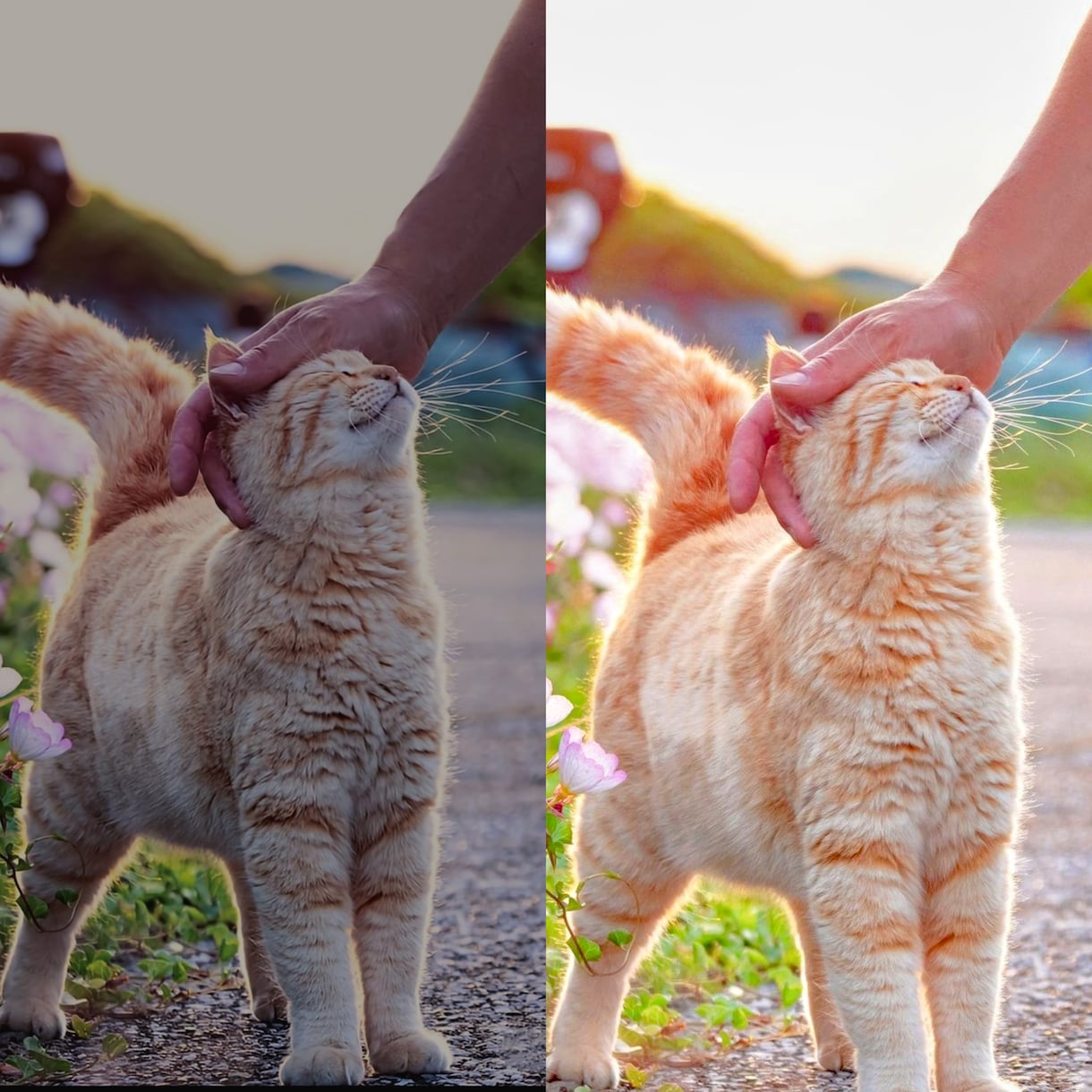 ペットの画像綺麗にします お気に入りの１枚を美しく仕上げます。 イメージ1