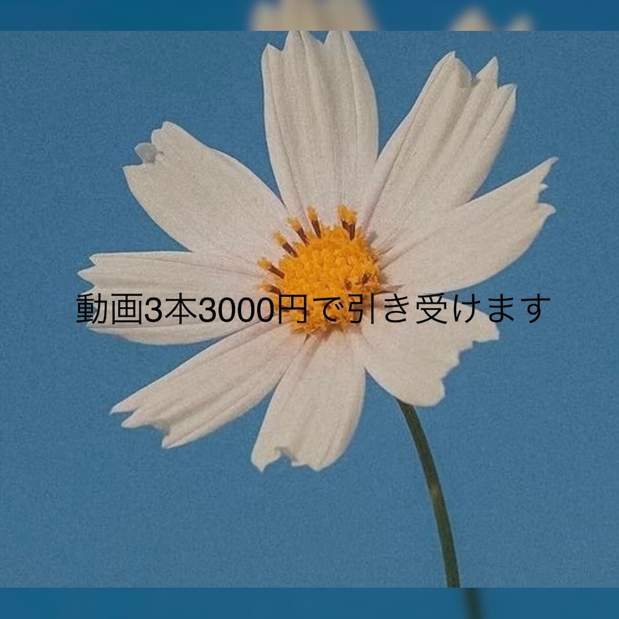 動画3本3000円で編集します シンプルな動画編集を3本で引き受けます。 イメージ1