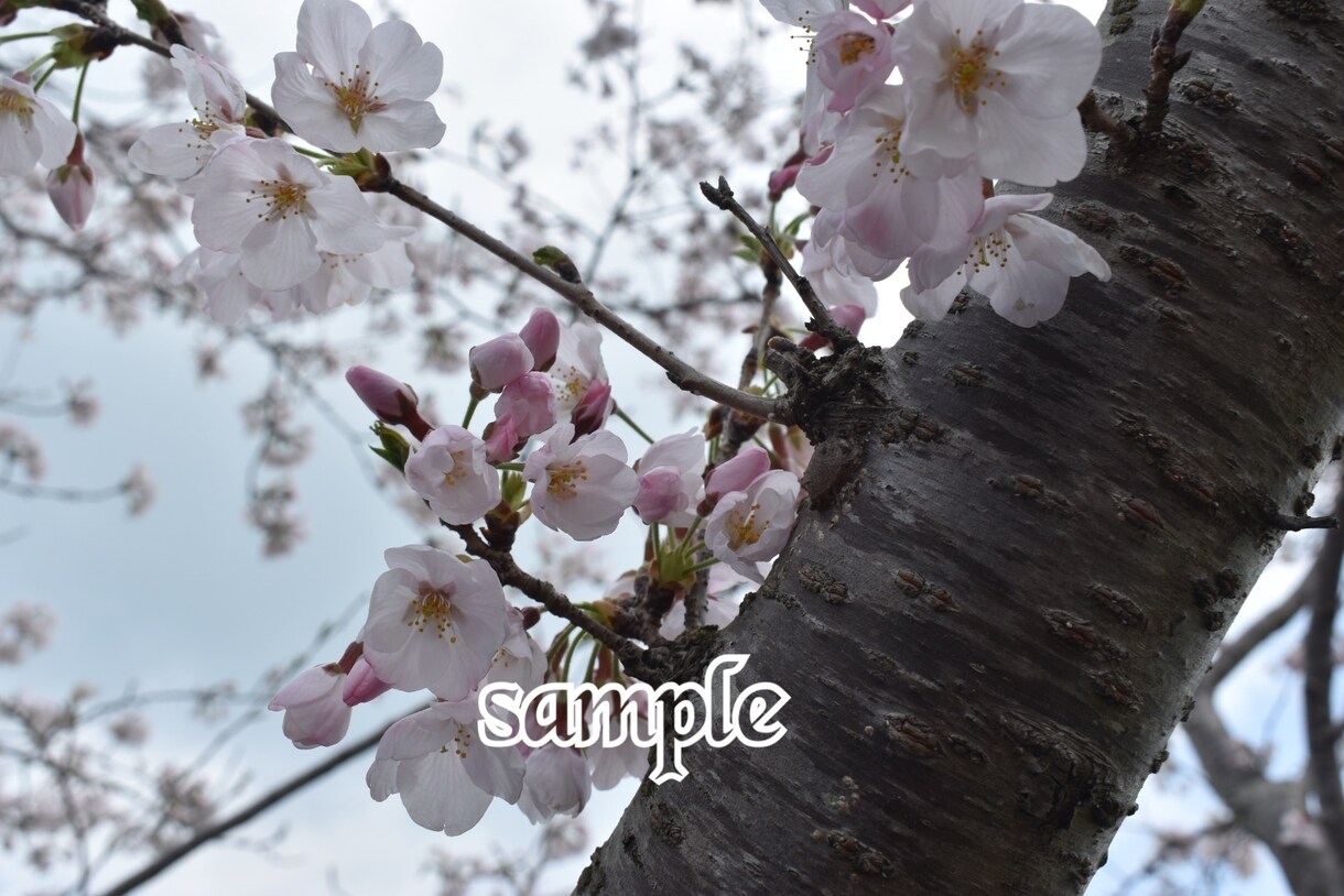 風景写真や花や鳥、建物等の素材提供いたします 風景写真、花の写真、野鳥の写真、建物の写真等 イメージ1