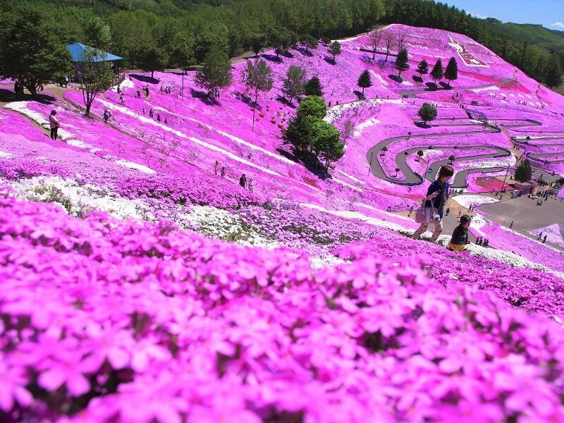 北海道の魅力・疑問・アレコレ教えます 北海道好きな方・ご旅行・ご出張・移住される方へ☆電話版 イメージ7