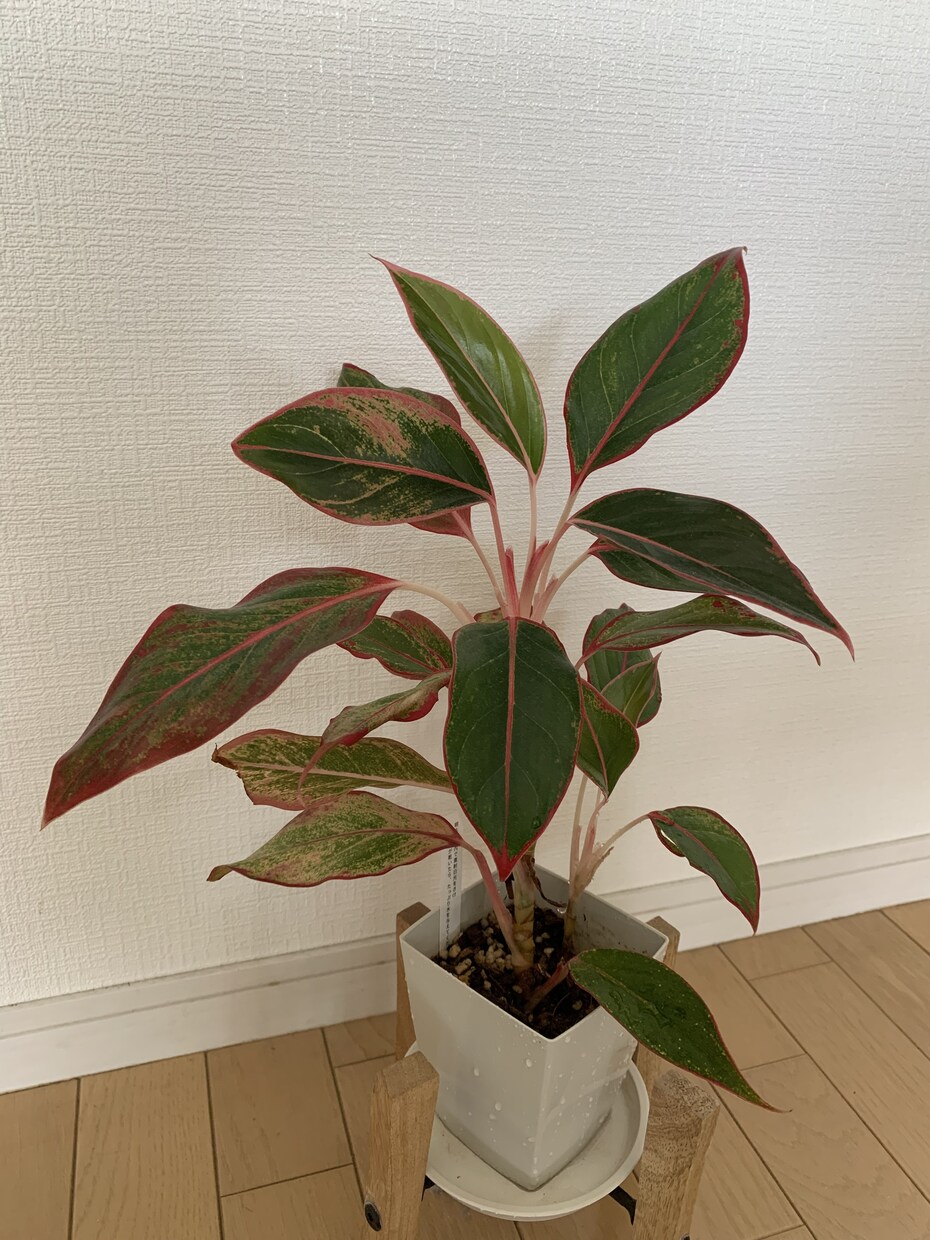 観葉植物の飼育方法などご相談聞きます 育て方がわからない方よく枯らしてしまう方など相談ください。 イメージ1