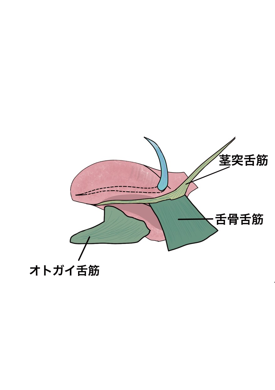 医学的知識に基づき様々な解剖学イラストを描きます テキスト・教本納品実績あり！商用OK！ イメージ6