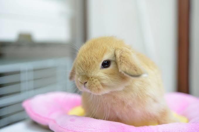 うさぎの飼い方・お悩み相談に乗ります うさぎをはじめて飼う方向けにアドバイスいたします イメージ1