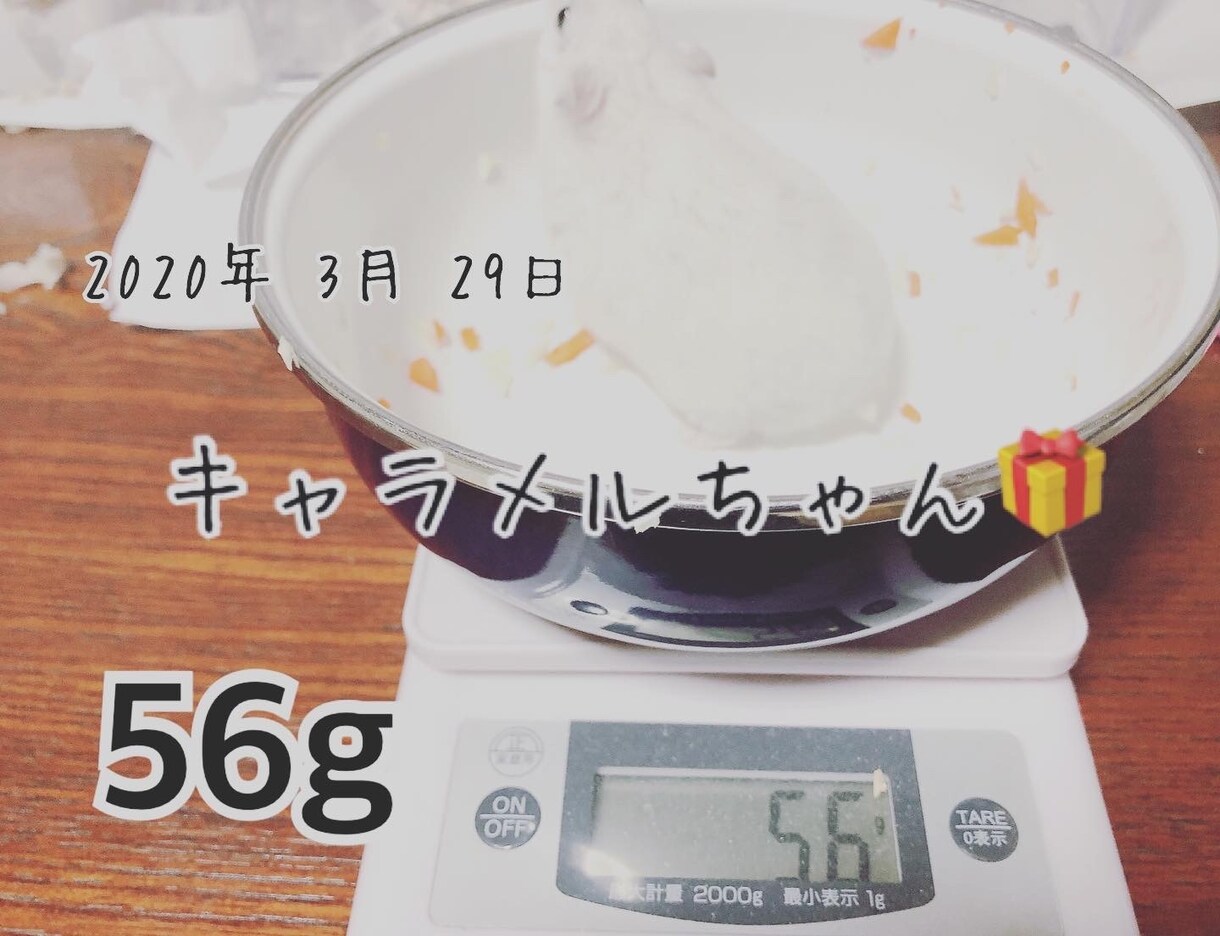 ハムスターの相談に乗ります 薔薇です。お世話になってます。ハムスター飼ってます。 イメージ3
