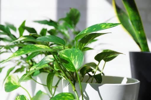 観葉植物のお困りごとや相談承ります 観葉植物レンタル会社に勤めていた経験を生かしたアドバイスです イメージ2