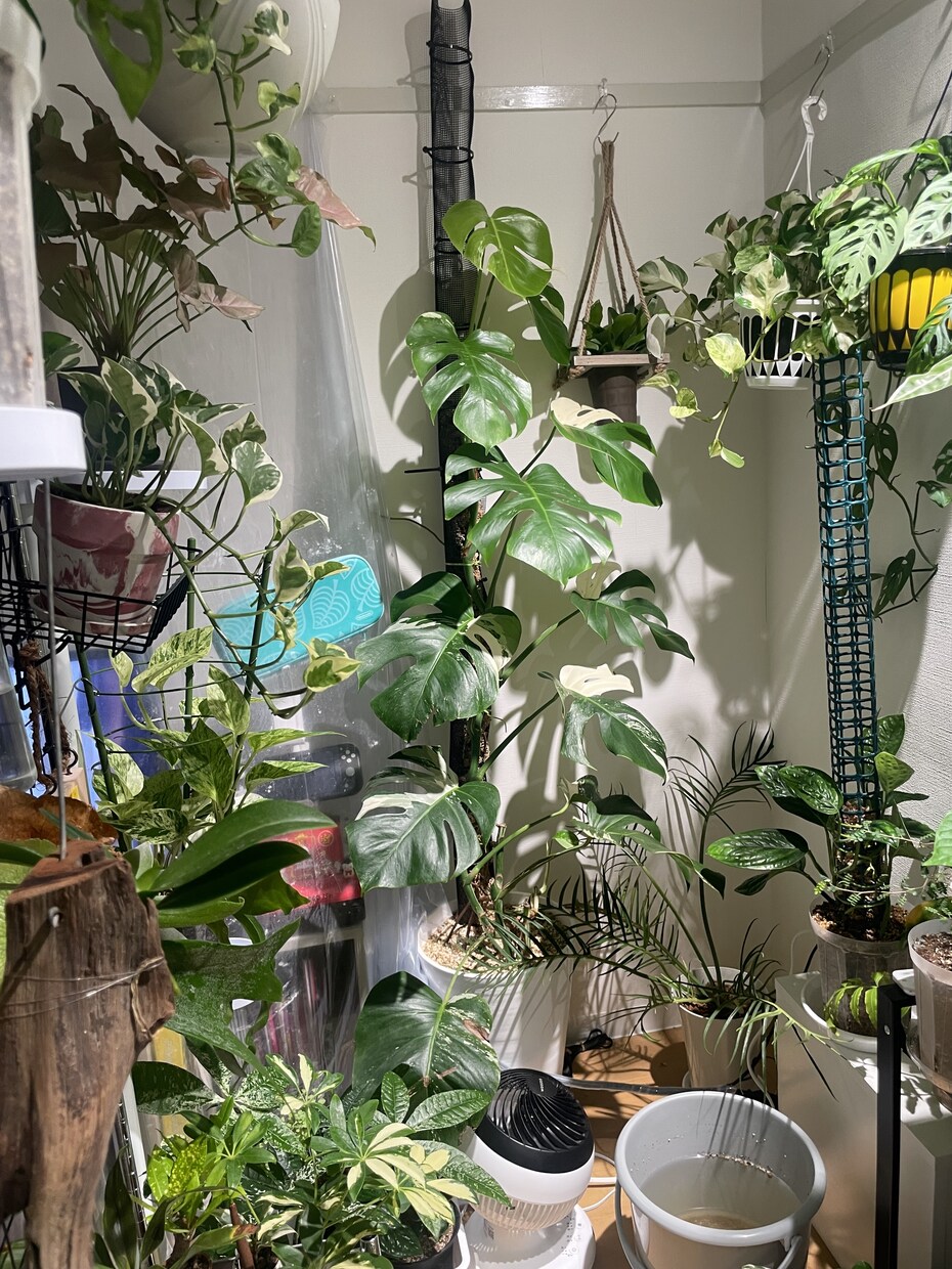 あなたにぴったりな観葉植物をご提案します 「この観葉植物、買って大丈夫？」を購入前に相談できます。 イメージ1