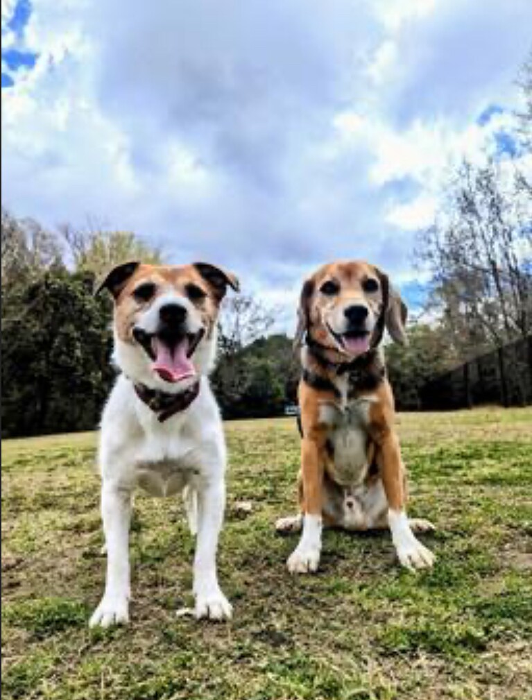 犬を題材にした夏休みの自由研究のお手伝いします テーマ決めから1対1の講義までお子様に合わせてサポートしまふ イメージ1