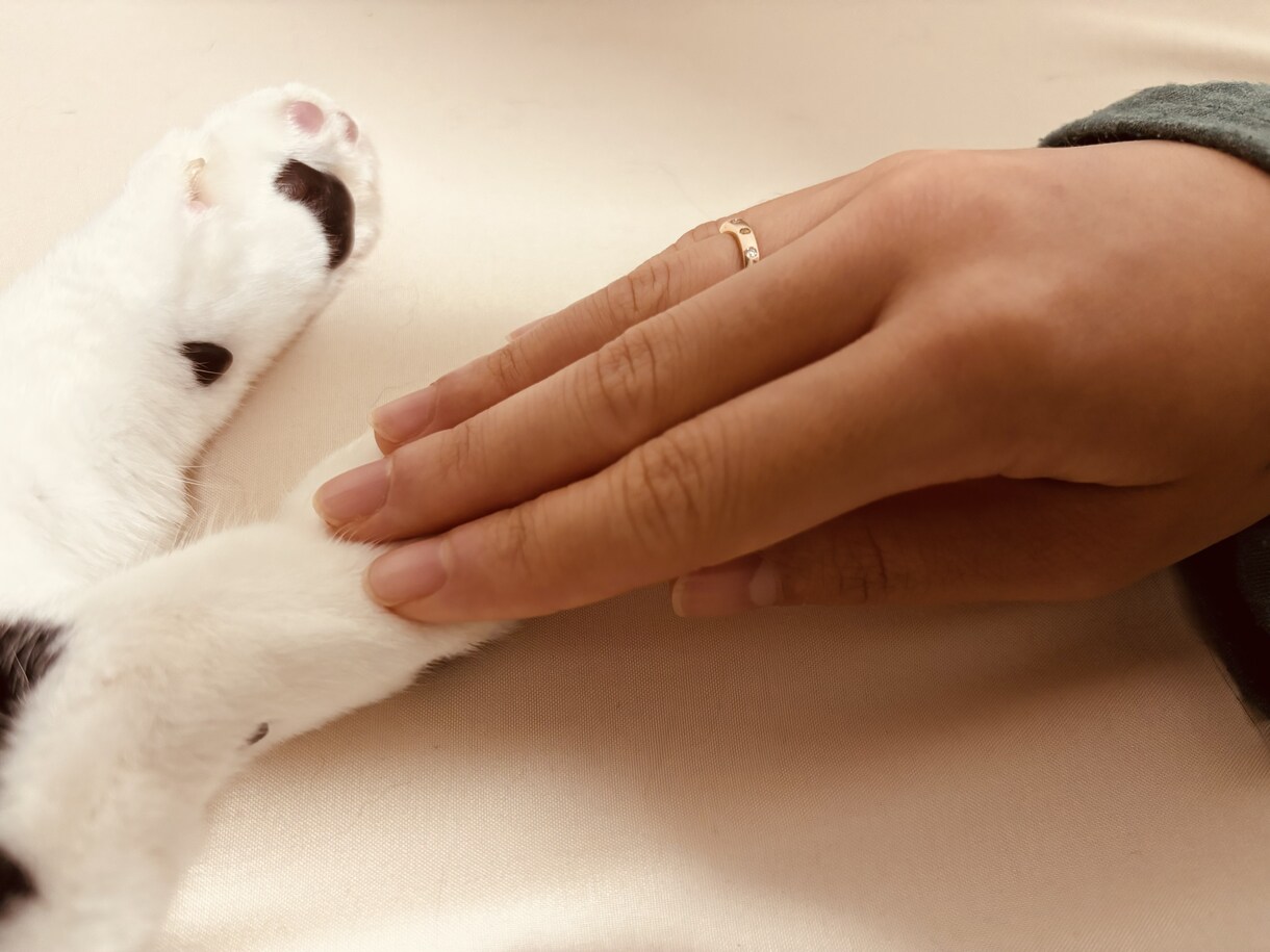 ペットロスでつらい方へ｜動物看護師がお話を伺います ペットロス経験者として3日間優しく気持ちに寄り添います。 イメージ4