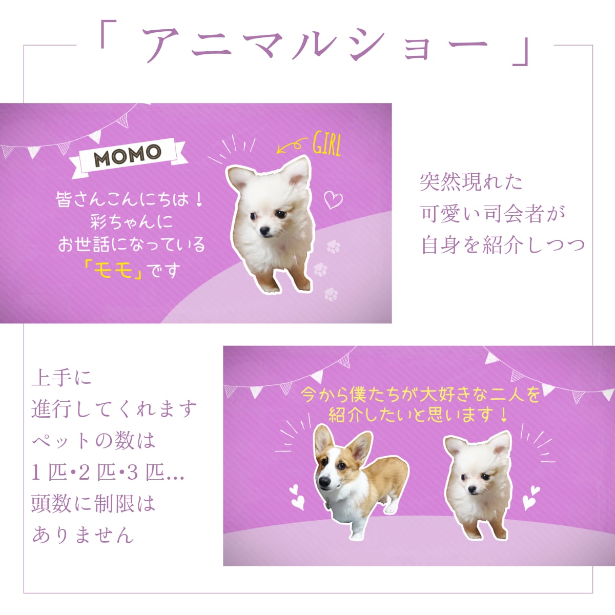 プロフィール・アニマルショーはペットが大活躍します 22000組のムービー制作の実績で高クオリティ・低コスト イメージ2