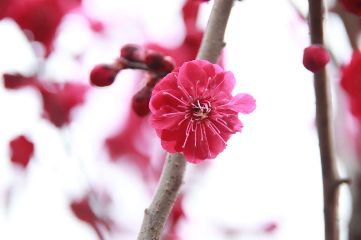 春の社寺仏閣内での桜や梅の撮影代行をします 春にしか撮れない風景をたくさん撮影します！ イメージ1