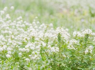 右脳意識であなたのお悩み解決します 頑張りすぎた心を整えませんか？ イメージ1