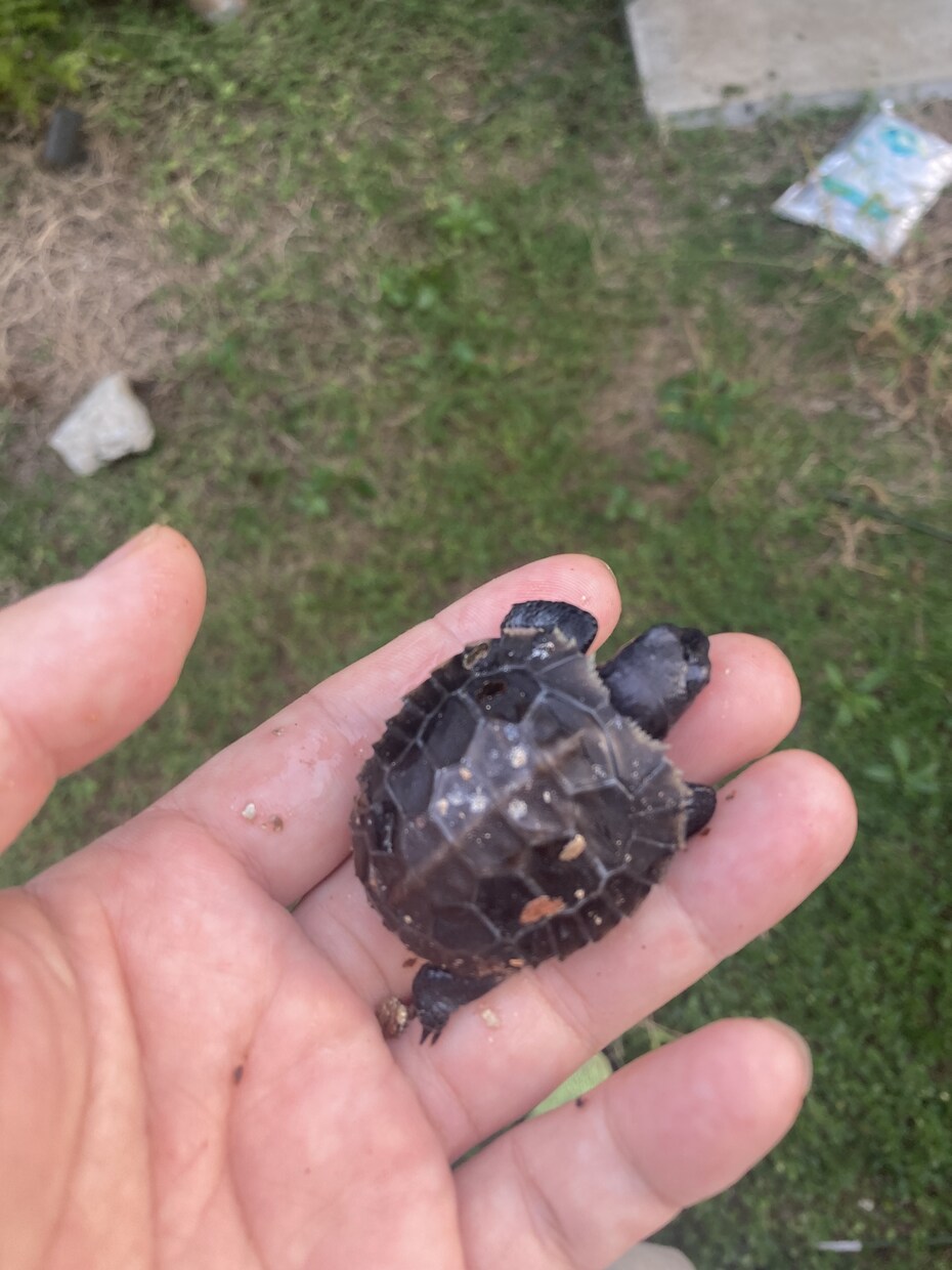爬虫類の飼育相談を承ります 爬虫類全般の飼育相談！※専門雑誌掲載経験が複数回あります イメージ3