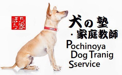 犬のしつけやお困りごとを解決します 犬のお困りごとは、犬の専門家に相談！ イメージ3