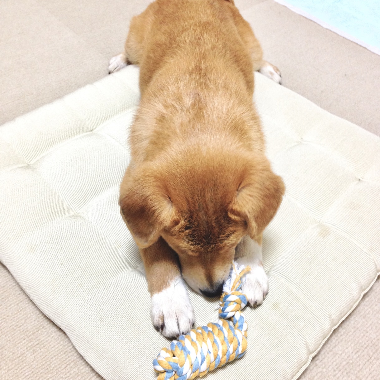 犬が怖い・・・という気持ちを楽にします 犬の行動心理がわかると怖くなくなる！ イメージ1
