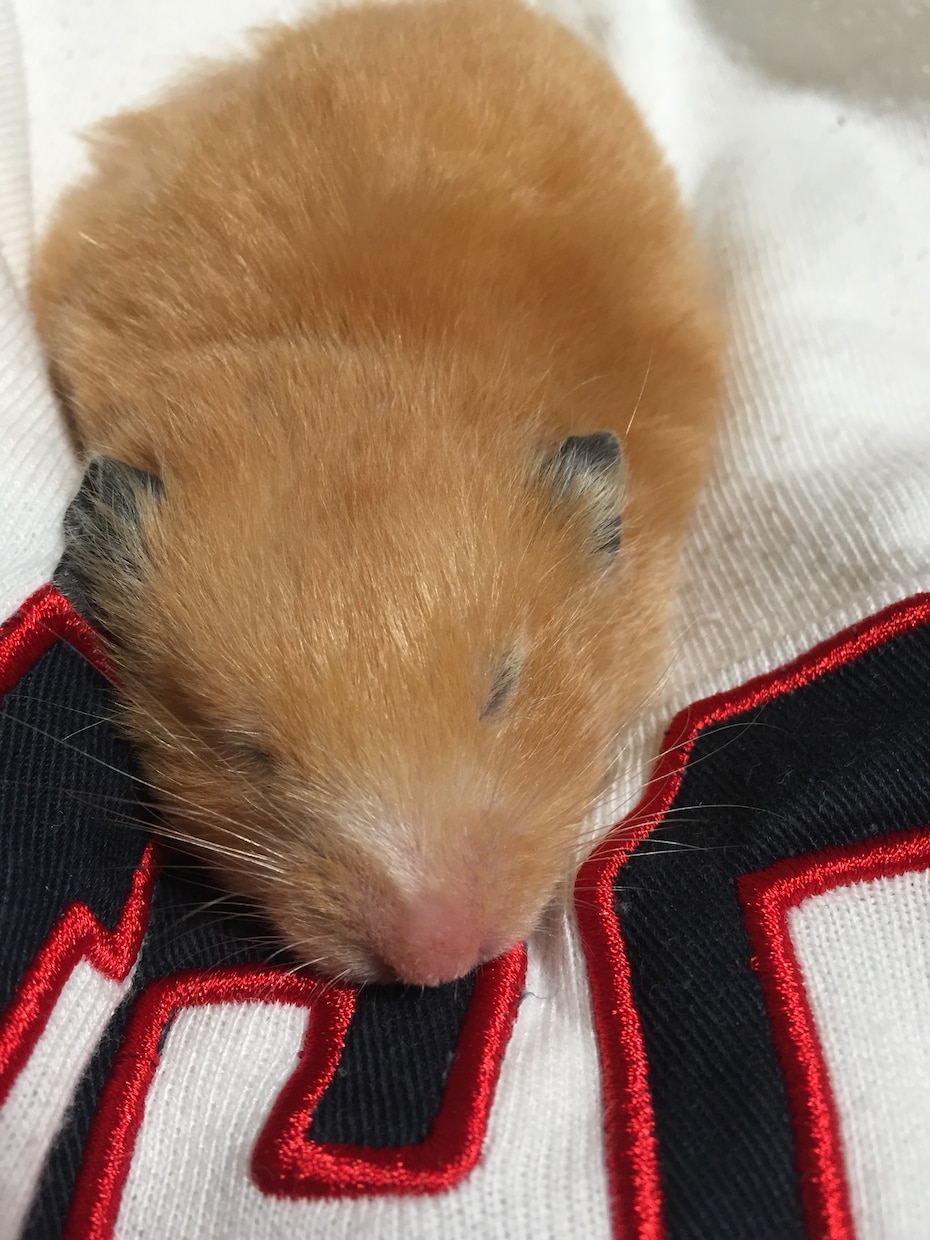 ハムスターの飼い方教えます これからハムスターを飼おうと思っている方にオススメです！ イメージ1