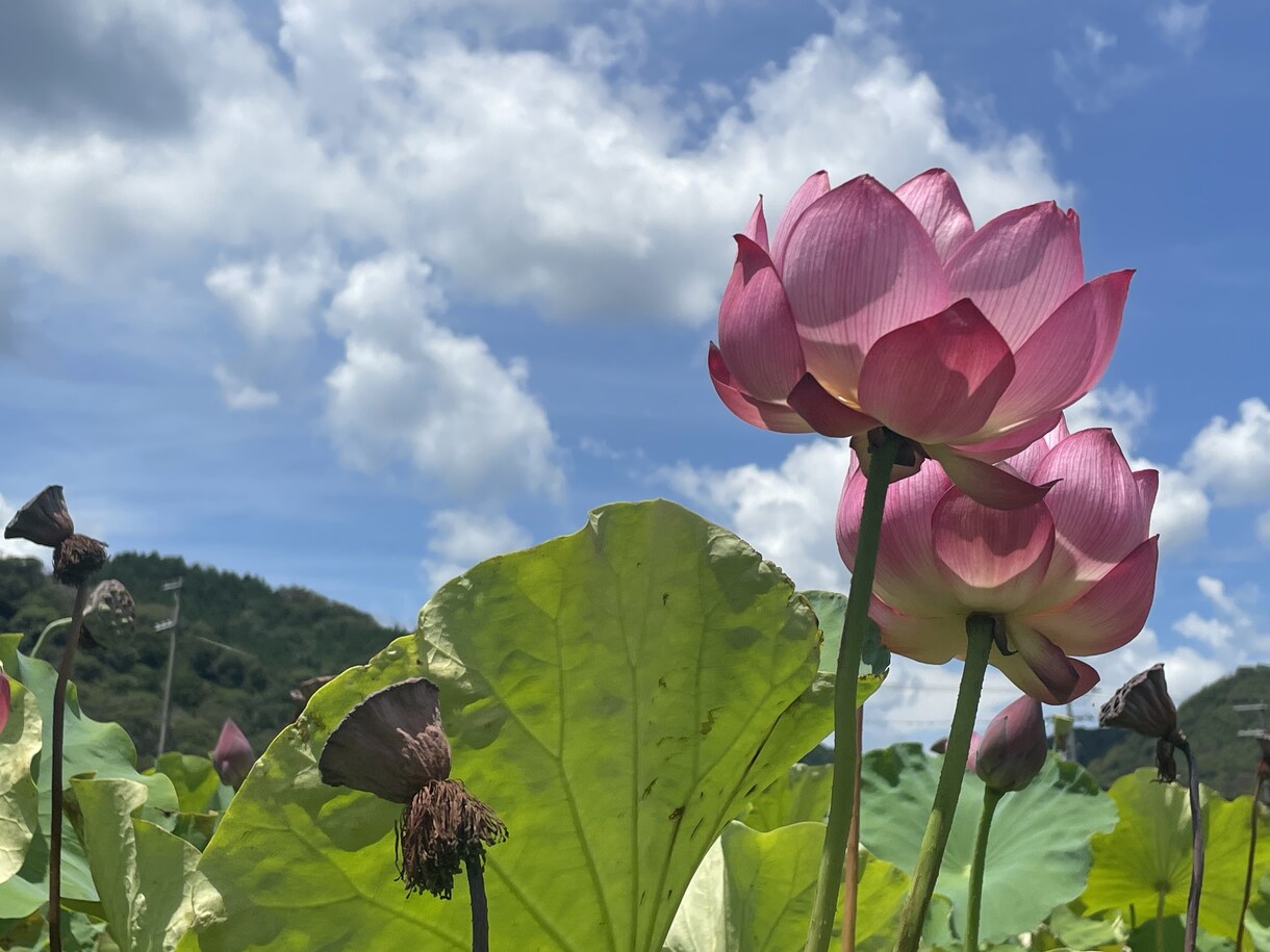 あなたの心の奥にあるモヤモヤの種を見つけて癒します 現役ナースひかりの『心の健康・相談室』心の傷を癒します！ イメージ3