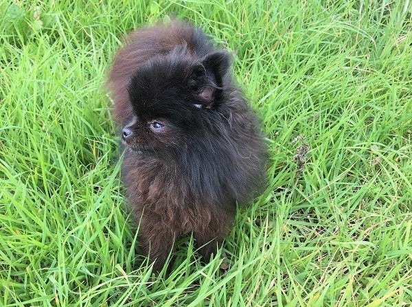 ワンちゃんのご相談承ります 【プロご用達】ご愛犬のことで困ったこと、ご相談何でもどうぞ。 イメージ1