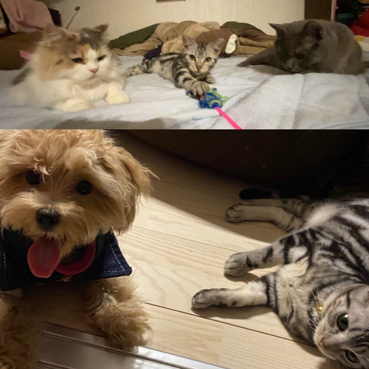 ペットのご相談伺います 犬猫フェレットハリネズミ！なんでもござれ！ イメージ1
