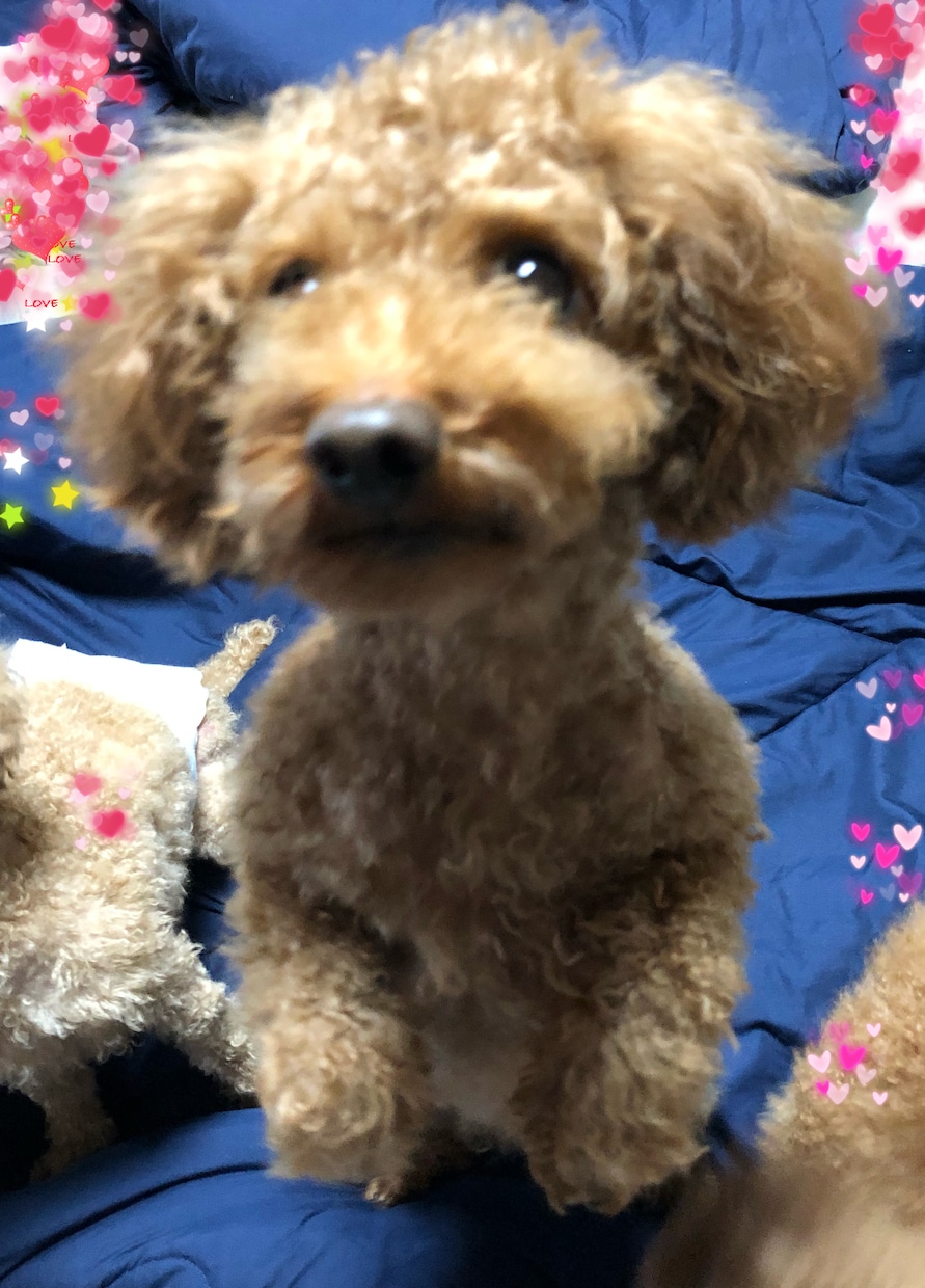 あなたのインナーチャイルドを癒します 親から虐待を受けて育った苦しみ、トラウマを癒します イメージ1