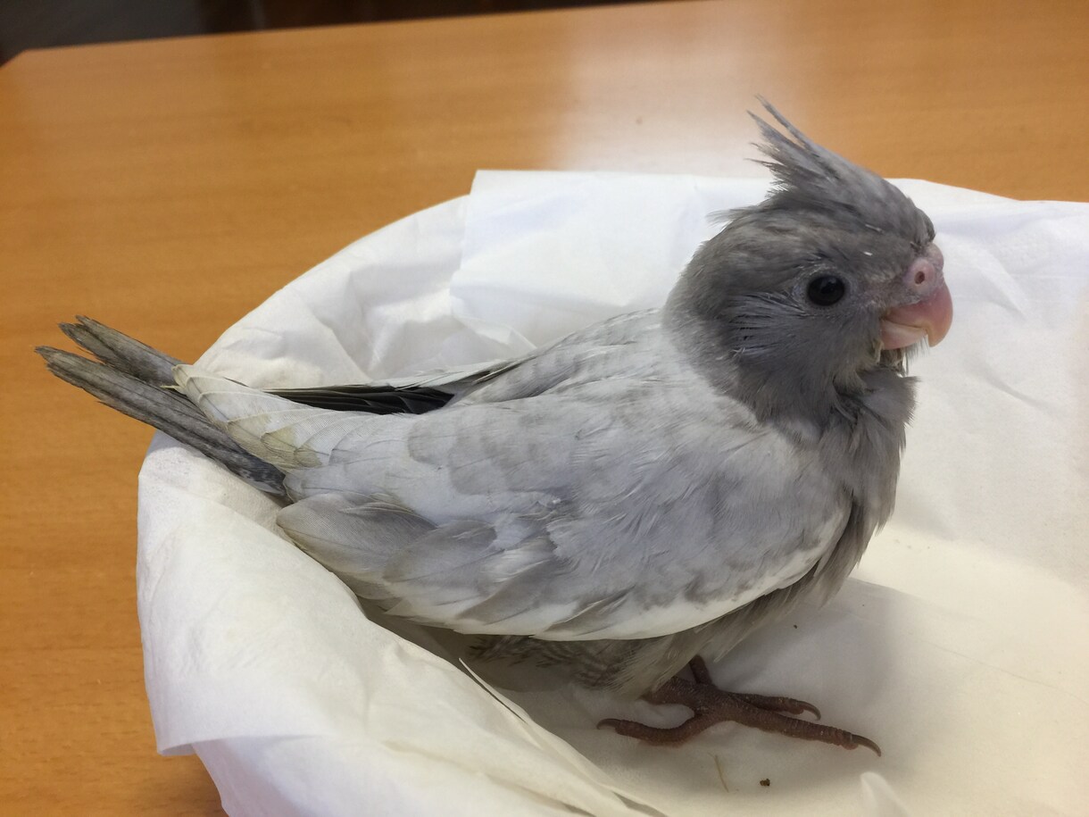 オカメインコのペアから生まれるヒナの種類を教えます オカメインコのペアから生まれるヒナの種類を教えます イメージ4