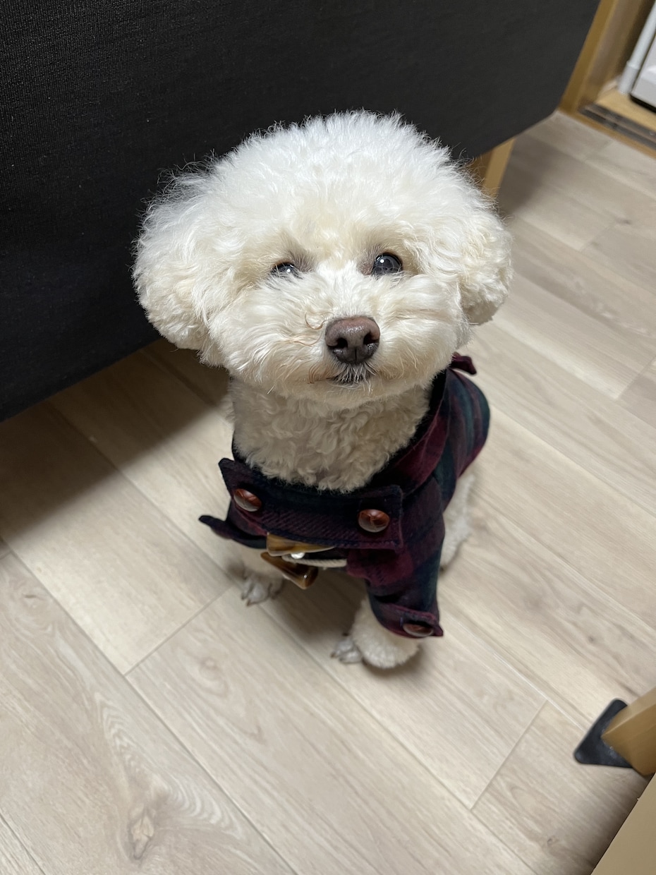 ペットのお洋服お作りします 飼い主さんのお洋服からのリメイク／お持ちの布でも承ります イメージ4