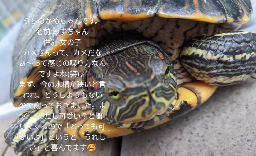 動物さんのお話を翻訳してお伝えします その質問、翻訳します！！理解することで深まる絆 イメージ2