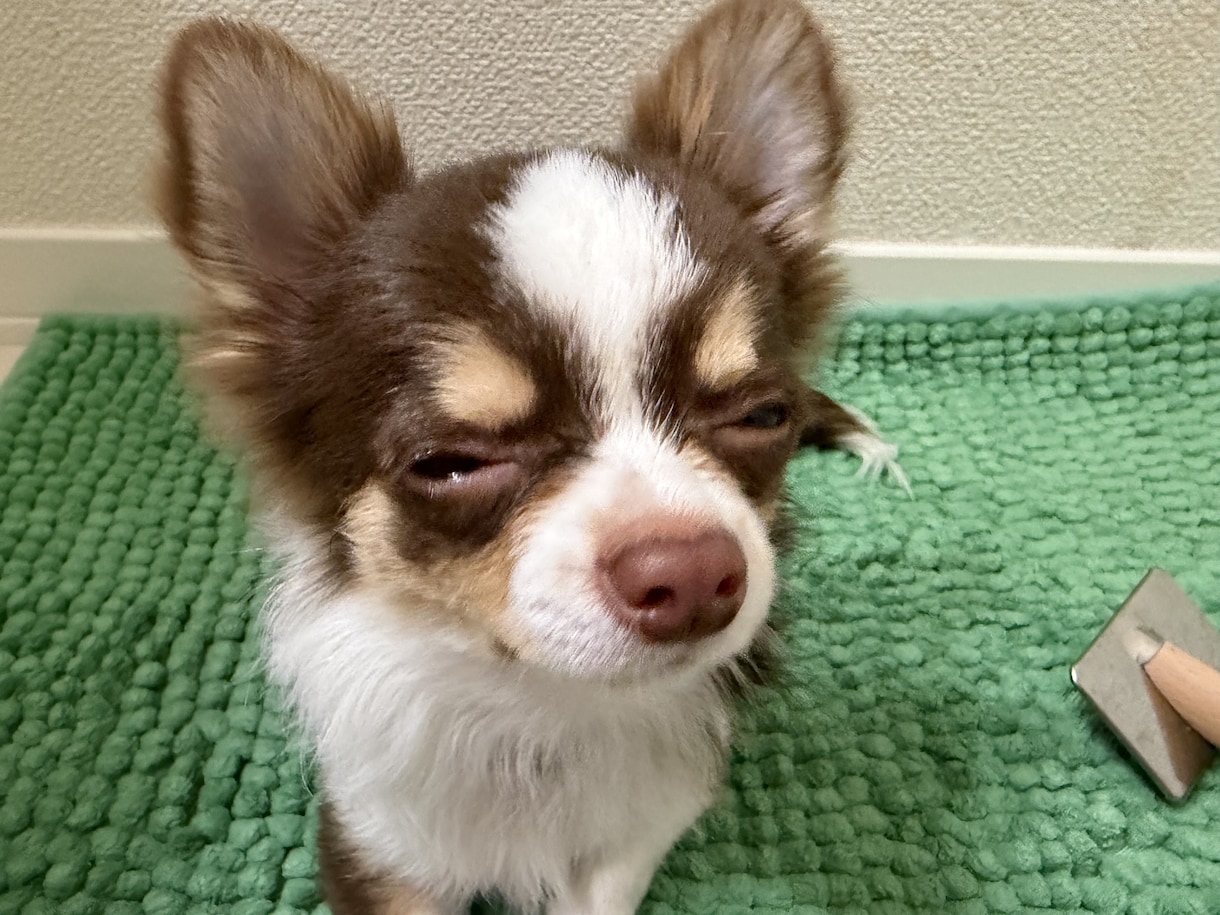 元ドッグトレーナーが相談にのります 犬の幼稚園、ペットホテル、ペットショップ経験済み‼️ イメージ1